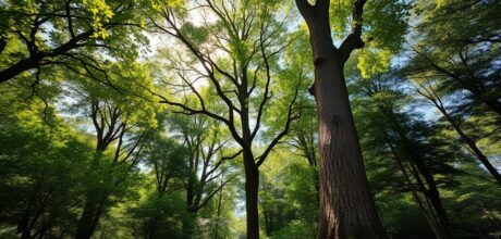 Silvicultura e Manejo Florestal Sustentável: Guia Completo