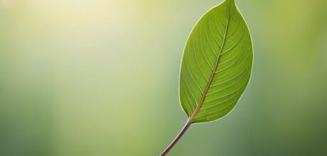 Consumo Consciente: Comprando Menos e Vivendo Melhor